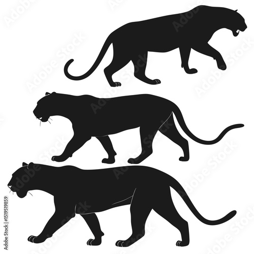 Black panther silhouette walking predator animal wildlife feline jungle cat