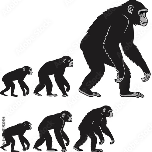 Chimpanzee evolution stages vector illustration depicting primate development from quadruped to biped