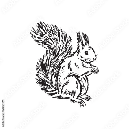 A single squirrel sitting with a beautiful tail in black brush stroke texture isolated on white. Hand drawn vector sketch illustration in vintage charcoal ink. Forest rodent animal, print design