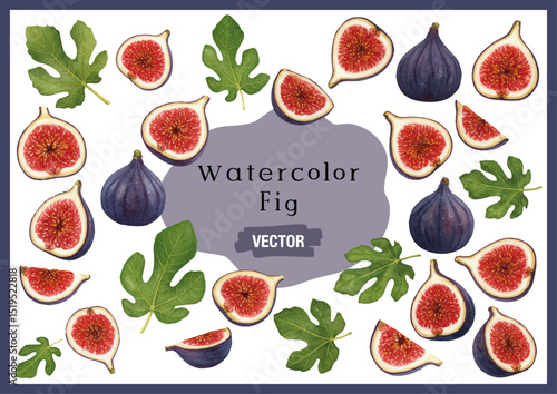 vector watercolor figs /水彩テイストのいちじくイラスト