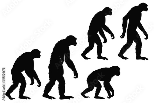 Silhouette illustration of human evolution stages from ape to human vector graphic