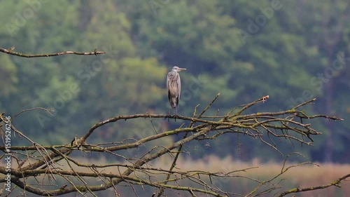 grey heron sitting on a tree branch during the rain