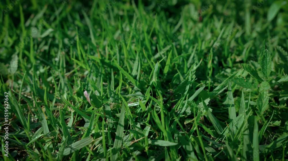 Slow Motion Close-Up: Short Garden Grass Slow Motion Close-Up: Short Garden Grass