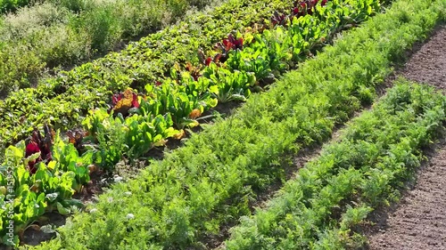 Diagonal Aerial View Over Colorful Vegetable Field in Summer