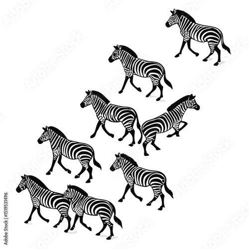 Herd of zebras walking black and white vector illustration on white background