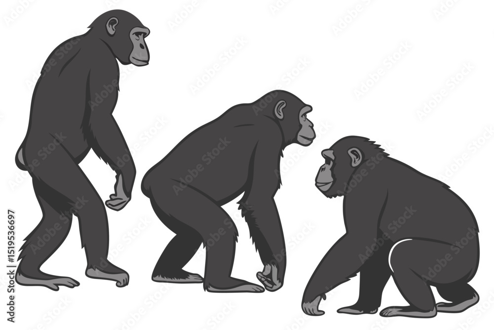 Obraz premium Three gray monkeys in different postures graphic illustration isolated