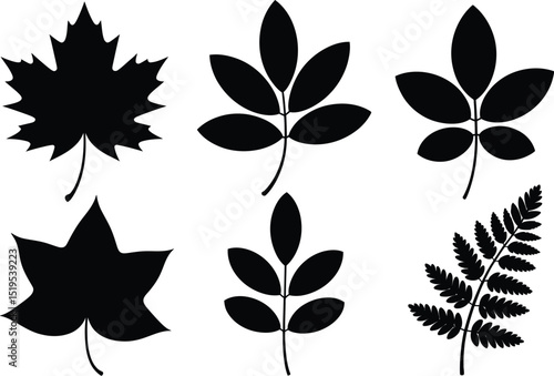 A collection of six black leaf silhouettes including maple and fern on a white background plain design