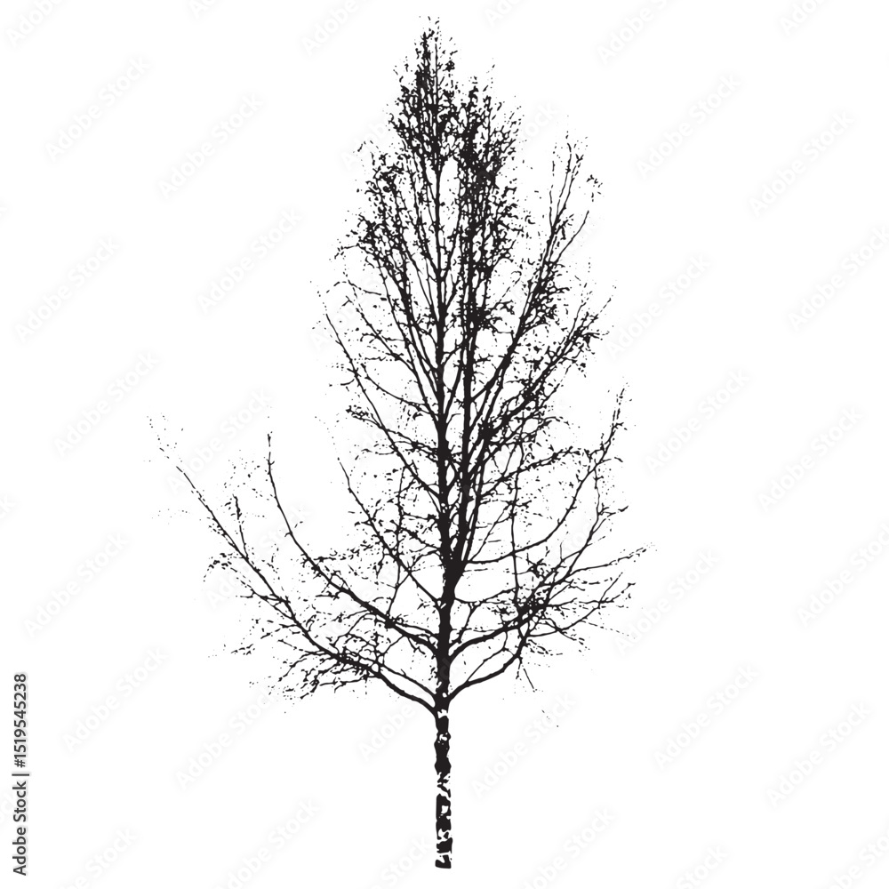 Obraz premium Abstract Birch Tree Black Vector