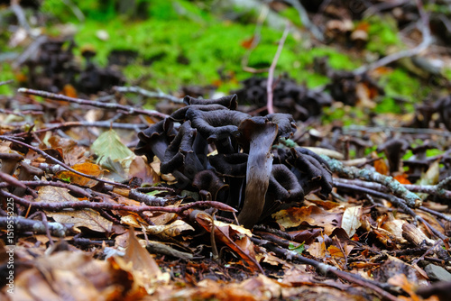 Craterellus cornucopioides