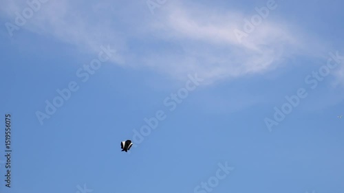 Kites flying in the sky with empty cloud space for advertising space.