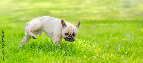 French bulldog puppy pees, raising his hind paw on a lawn with green grass. Empt yspace for text