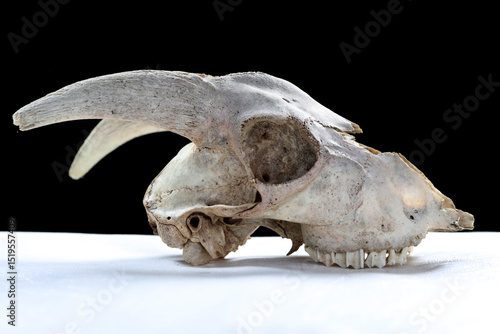 skull on a white background