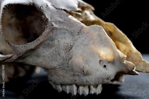 fragment of an animal skull on a dark background in studio lighting