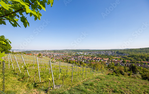 Aussicht auf den Stuttgarter Stadtteil Feuerbach und Zuffenhausen vom Feuerbacher Höhenweg mit Weinreben im Vordergrund.