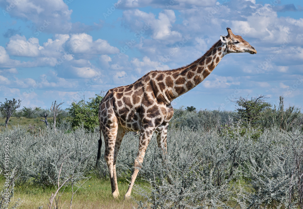 Obraz premium GIRAFFE IN NAMIBIAN BUSH
