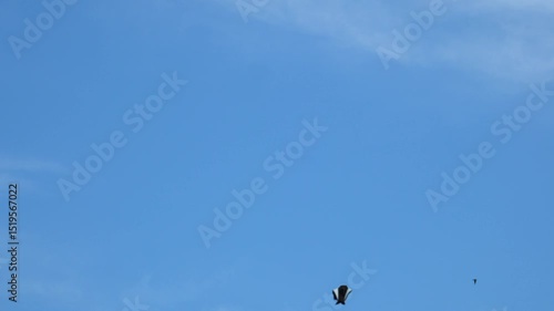 Kites flying in the sky with empty cloud space for advertising space.