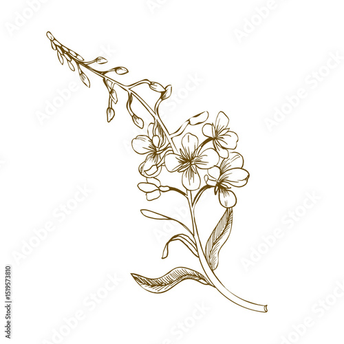 Willow herb pink Epilobium flowers ink graphics illustration. Hand drawn fireweed engraving clipart. Medical meadow botanical grass for cosmetics, spice, tea packing design