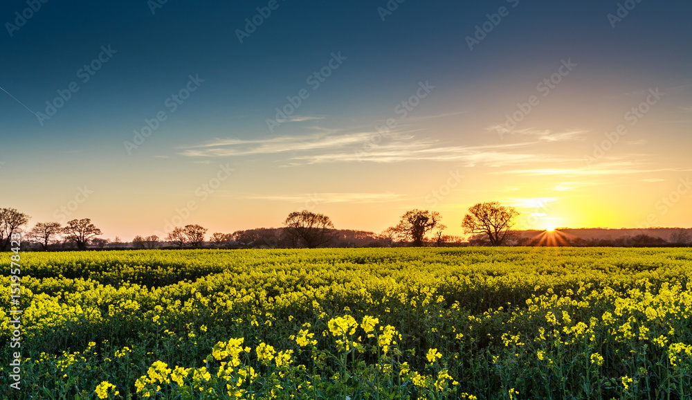 Obraz premium rape field at sunset