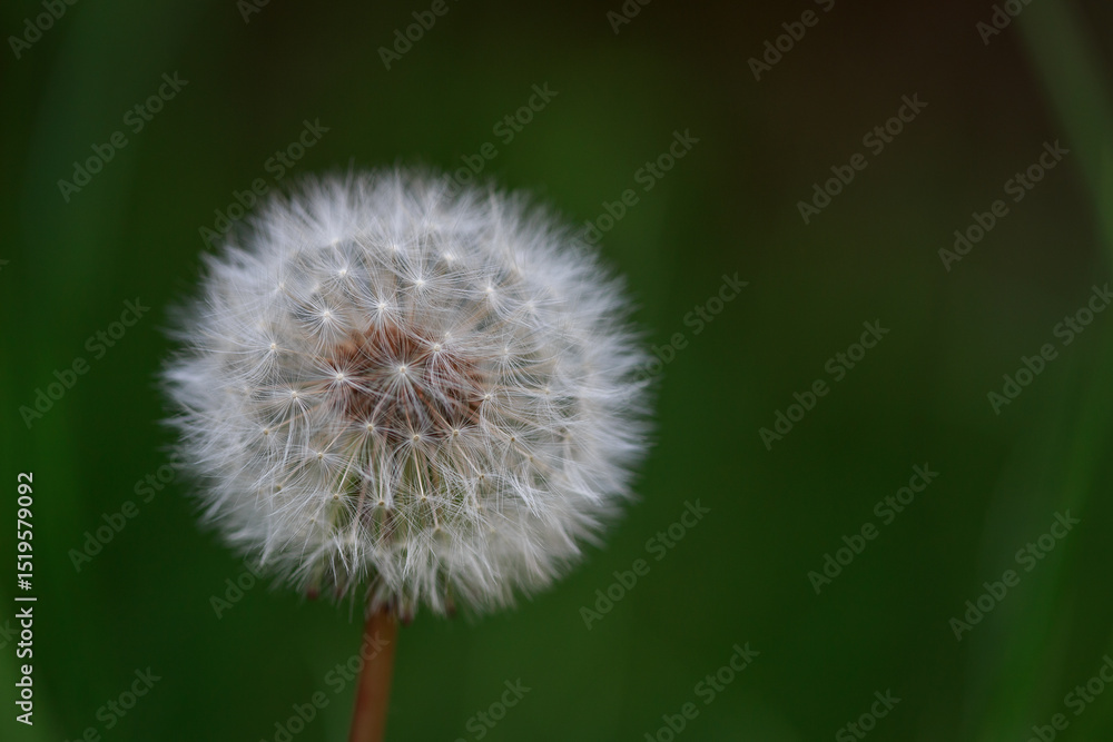 Fototapeta premium dandelion on green background