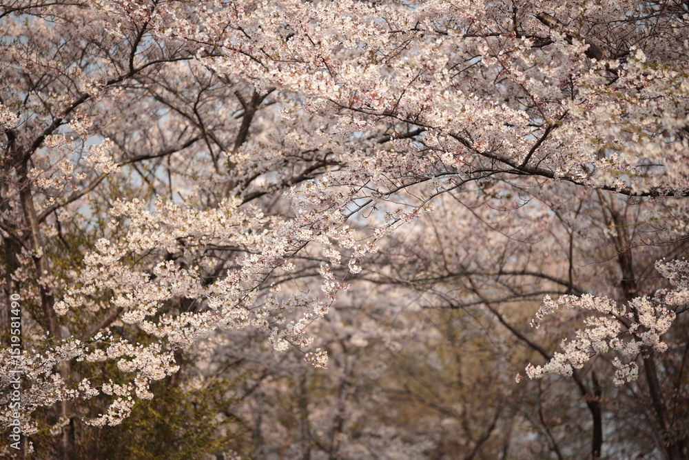 ある夕刻の桜並木 ある夕刻の桜並木