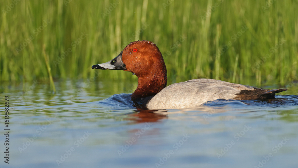 Common pochard (Aythya ferina) portrait, Hungary Common pochard (Aythya ferina) portrait, Hungary