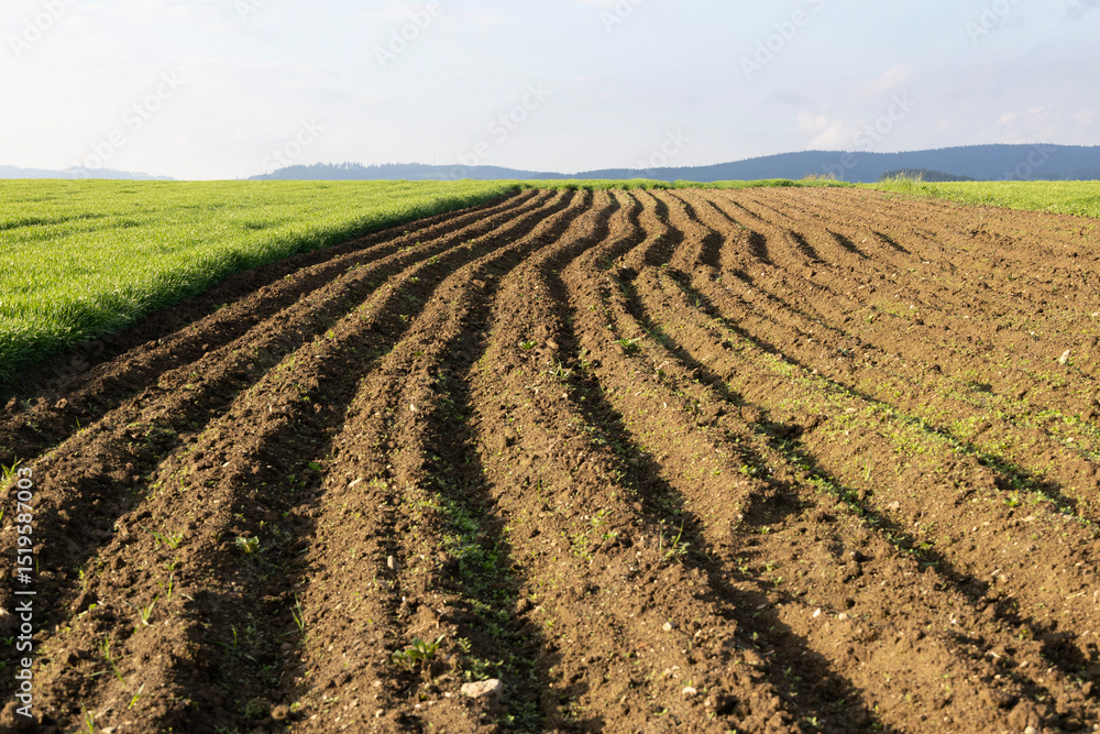 Curved rows on a plowed field next to young grass Curved rows on a plowed field next to young grass