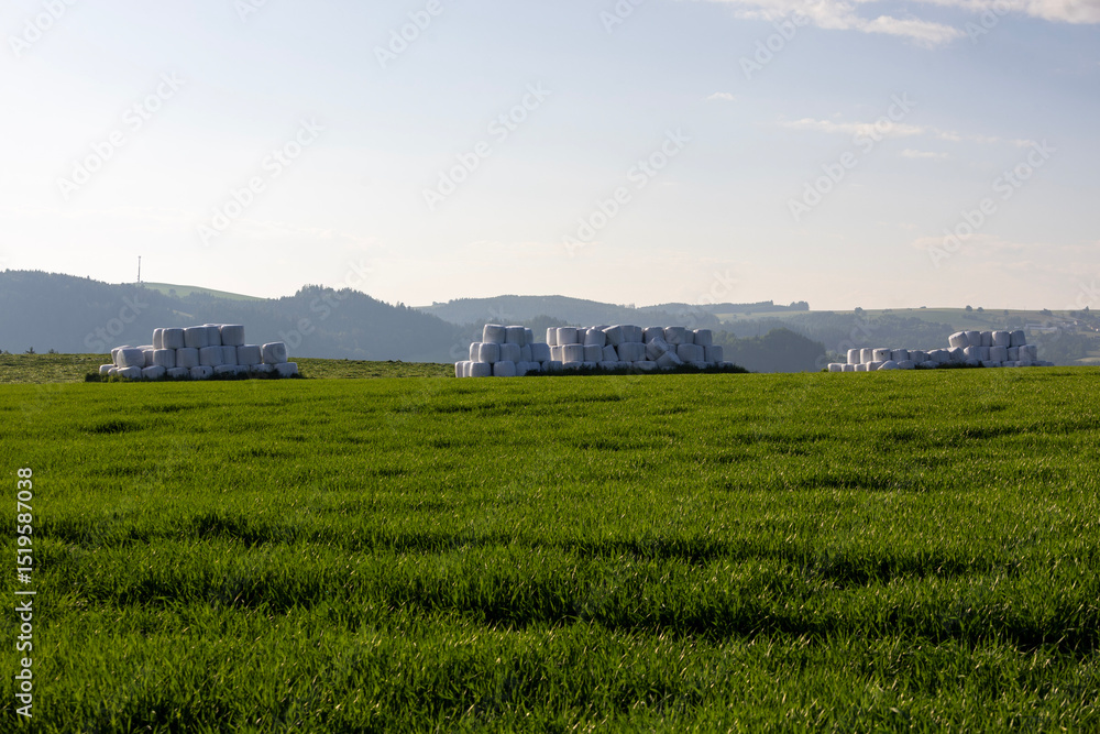 Fototapeta premium Large white bales of wrapped silage stacked in groups across a vivid green field