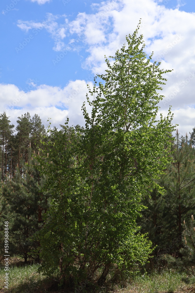 Fototapeta premium Lush green tree reaching for the cloudy sky in a forest