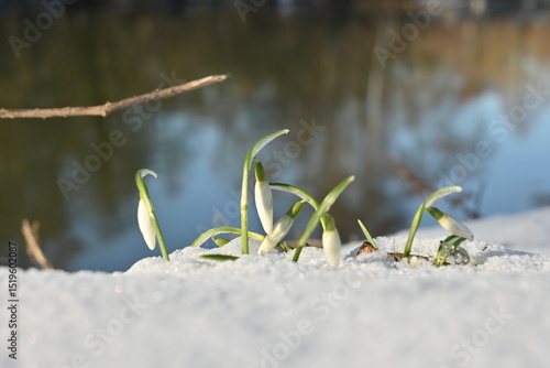 Frühlingsboten