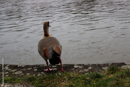 Nilgans ,Alopochen aegyptiaca