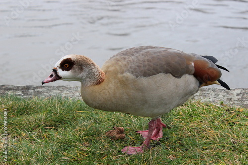 Nilgans ,Alopochen aegyptiaca
