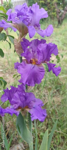 purple flowers in the garden