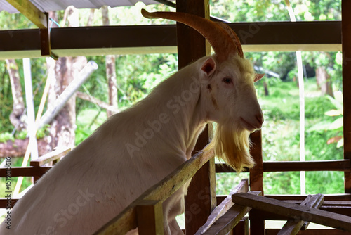 Wallpaper Mural Modern Goat Pen Interior with White Goats on Wooden Slatted Flooring - well-structured wooden goat pen housing several white goats in a modern livestock barn. Torontodigital.ca