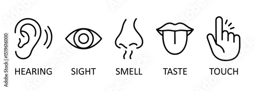 Line icon set representing the five human senses: hearing, sight, smell, taste, and touch. Perfect for educational materials, health apps, infographics, and school projects