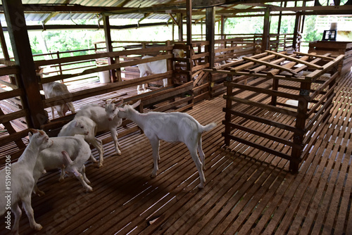 Wallpaper Mural Modern Goat Pen Interior with White Goats on Wooden Slatted Flooring. This image captures a clean, well-structured wooden goat pen housing several white goats in a modern livestock barn. Torontodigital.ca