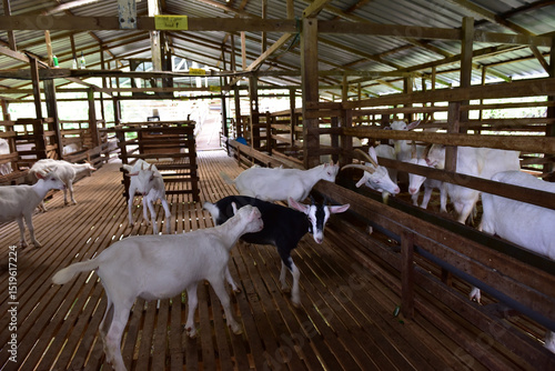 Wallpaper Mural Modern Goat Pen Interior with White Goats on Wooden Slatted Flooring. This image captures a clean, well-structured wooden goat pen housing several white goats in a modern livestock barn. Torontodigital.ca