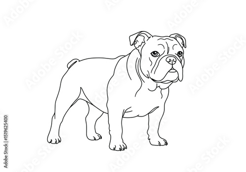 Bull dog drawing. It is a black and white outline image of a bulldog, a sturdy and loyal English canine breed. Vector sketch line art draw.