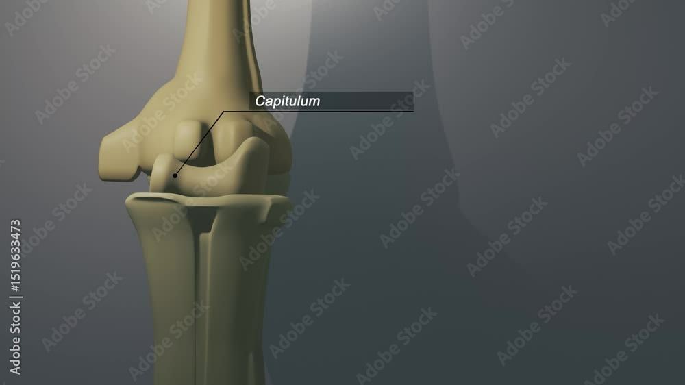 Cinematic Elbow Bone - Capitulum No AI was used in the making of this ...