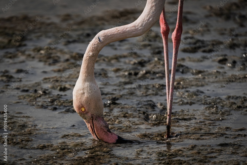 Fototapeta premium Flamingo feeding in muddy waters.