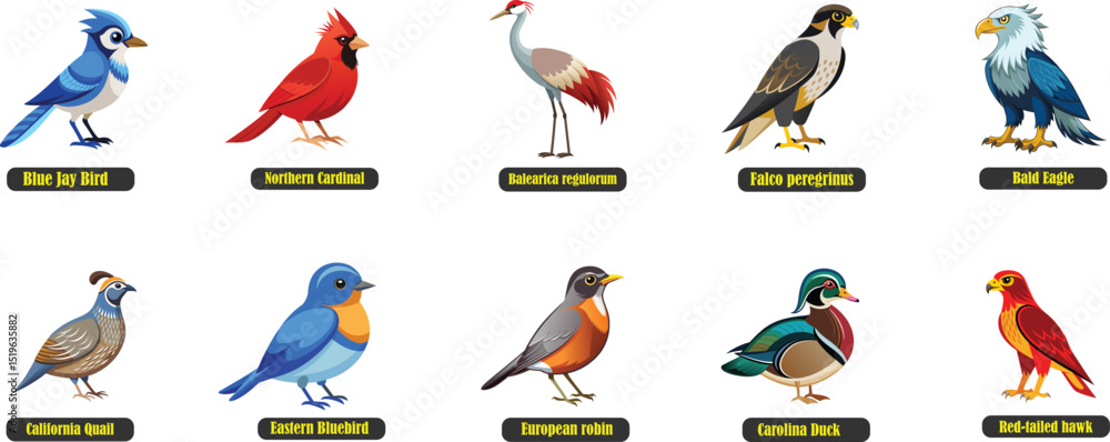 Naklejka premium Top 10 Iconic Birds of the USA. Blue jay bird, Northern Cardinal, Balearica regulorum, Falco peregrinus, Bald Eagle, California Quail, Eastern Bluebird, European Robin, Carolina Duck, Red-tailed hawk