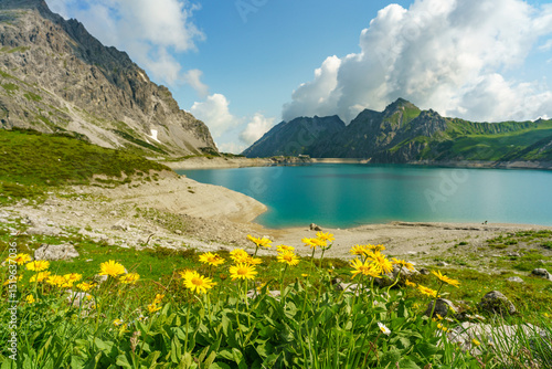 yellow alpine flowers in the grass, yellow daisies with the lake of Brand in background, in Alps of Vorarlberg, the reservoir for electricity and water. beautiful alpine scenery in Vorarlberg, Austria