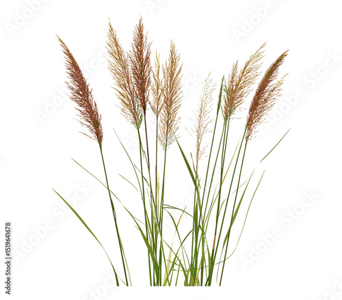 Grass, cane, reed seeds isolated on white, clipping path, wild vegetation, natural elements, dry grass, eco background, vector illustration.