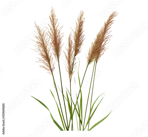 Reed seeds, cane, grass isolated, clipping path, dry plants, wild grass texture, nature background, botanical design, vector illustration.