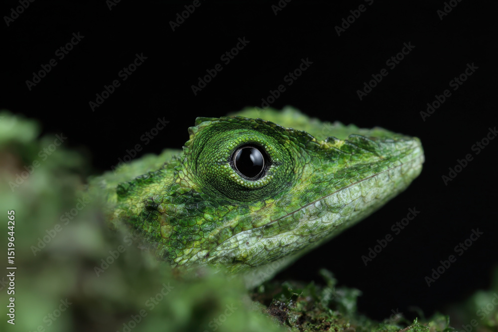Obraz premium Green chameleon eye camouflaged in foliage, hyperdetailed and focused