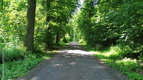 path in green fresh natural forest