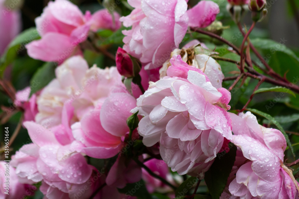 Fototapeta premium pink roses after the rain 