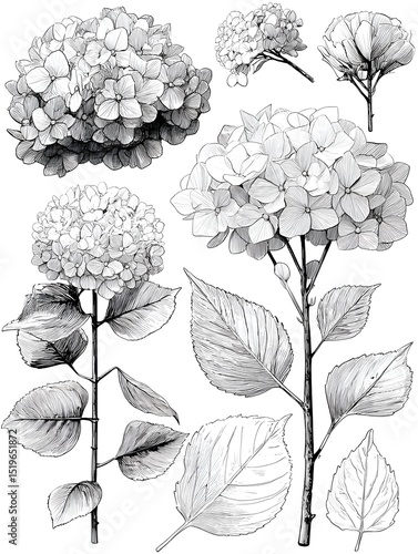 Exquisite monochrome botanical illustration of hydrangeas showcasing detailed flower heads stems and leaves perfect for design projects.