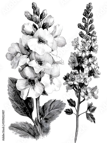 Exquisite grayscale botanical illustration featu two distinct flowe plants detailed with delicate pen and ink strokes against a clean white