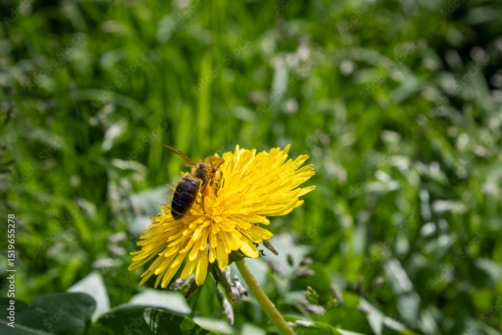 Fototapeta premium Bee pollinating yellow dandelion in sunny meadow