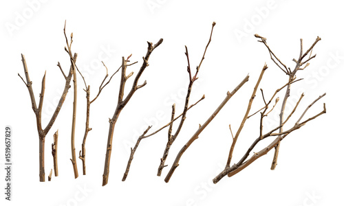 Dry branches on willow tree, macro close-up, wood texture, natural design, organic shape, tree bark, rustic scene, nature backdrop, vector illustration.